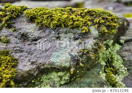 冬の岩肌の苔の様子 87013296