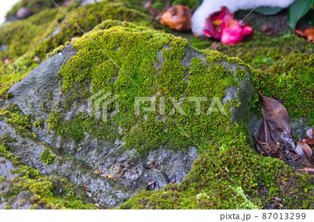 冬の岩肌の苔の様子 87013299