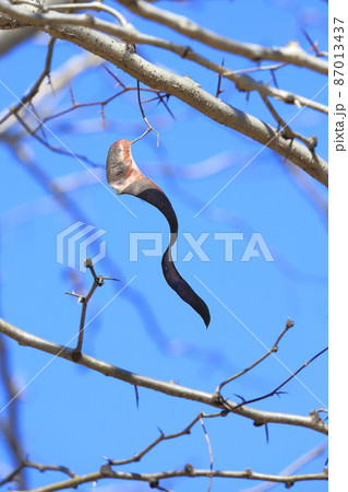 マメ科のサイカチの実 マメ科のサイカチの実 87013437