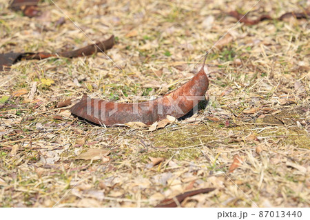 マメ科のサイカチの実 マメ科のサイカチの実 87013440