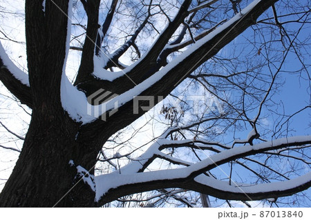 雪の付いた木の枝 雪の付いた木の枝 87013840