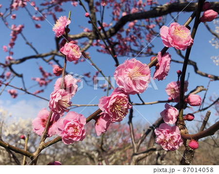 2月 梅 写真 梅まつり 梅の花 2月 梅 写真 梅まつり 梅の花 87014058