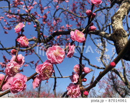2月 梅 写真 梅まつり 梅の花 2月 梅 写真 梅まつり 梅の花 87014061