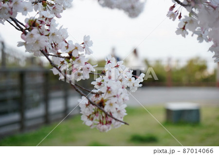 福岡市の西公園から望む桜と玄界灘 福岡市の西公園から望む桜と玄界灘 87014066