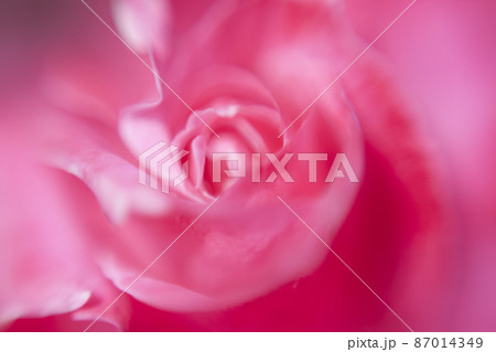 赤い薔薇のクローズアップ 87014349