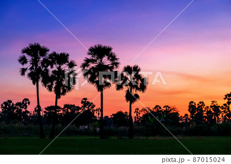 Silhouette sugar palm trees and rice farm at dusk Silhouette sugar palm trees and rice farm at dusk 87015024