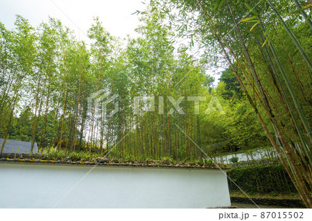 竹藪 竹薮 タケヤブ 87015502