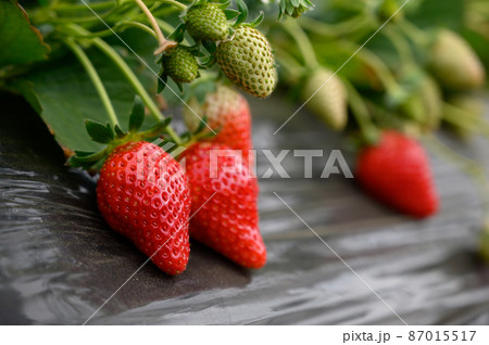 イチゴ狩り 87015517