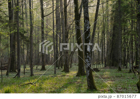 Deciduous forest with old oaks in springtime Deciduous forest with old oaks in springtime 87015677