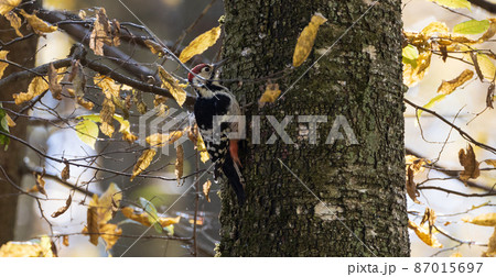 White-backed woodpecker (Dendrocopos leucotos) in fall White-backed woodpecker (Dendrocopos leucotos) in fall 87015697