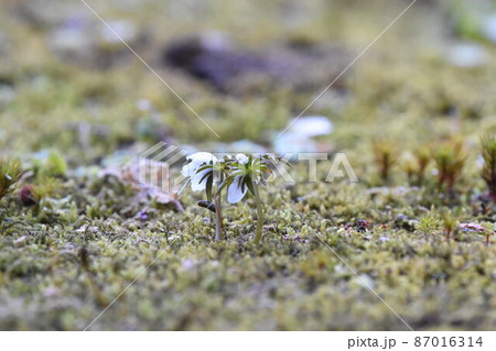 野草 野草 87016314