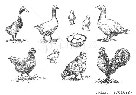 Poultry - set of farm animals illustrations, black and white drawings 87016337