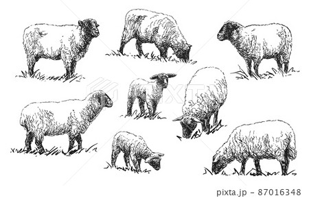 Sheep - set of farm animals illustrations 87016348