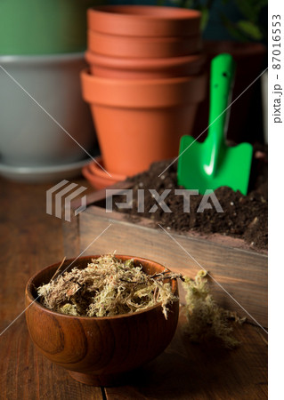 Soil and moss Soil and moss 87016553