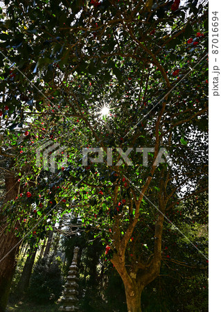 文保寺より 文保寺より 87016694