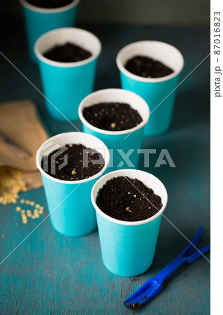 Sprouting pepper seeds 87016823