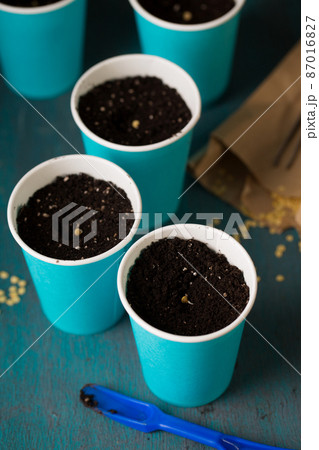 Garden still life pots with pepper seeds Garden still life pots with pepper seeds 87016827