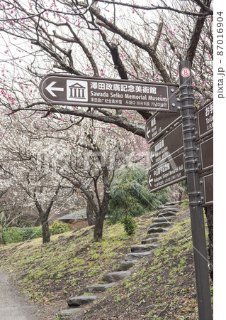 伊豆半島の静岡県熱海市の熱海梅園（梅林）の梅 87016904