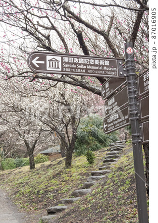 伊豆半島の静岡県熱海市の熱海梅園(梅林)の梅 伊豆半島の静岡県熱海市の熱海梅園(梅林)の梅 87016905