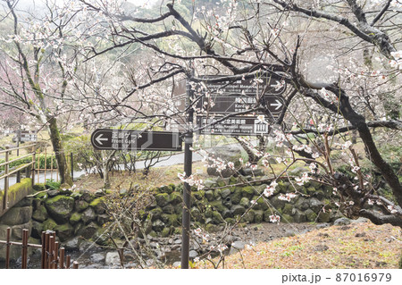 伊豆半島の静岡県熱海市の熱海梅園(梅林)の梅 伊豆半島の静岡県熱海市の熱海梅園(梅林)の梅 87016979