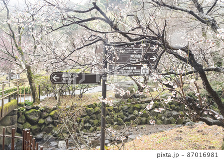 伊豆半島の静岡県熱海市の熱海梅園(梅林)の梅 伊豆半島の静岡県熱海市の熱海梅園(梅林)の梅 87016981