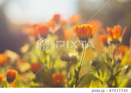 Marigold - beautiful orange flowers, in the garden, close up view, bright sunny day Marigold - beautiful orange flowers, in the garden, close up view, bright sunny day 87017330