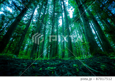 下から見上げる夏の林 87017512