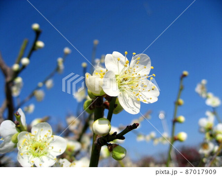 梅の花 梅の花 87017909