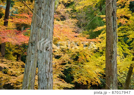 【瀬戸内三十三観音霊場】第十番　福生寺境内の紅葉2　岡山県備前市 87017947