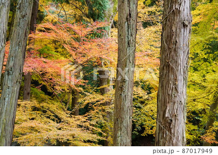 【瀬戸内三十三観音霊場】第十番 福生寺境内の紅葉3 岡山県備前市 【瀬戸内三十三観音霊場】第十番 福生寺境内の紅葉3 岡山県備前市 87017949