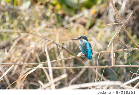 美しき青い鳥 カワセミ 美しき青い鳥 カワセミ 87018261