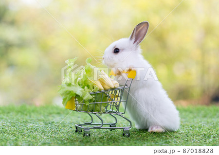 Baby rabbit with shopping cart on green grass 87018828
