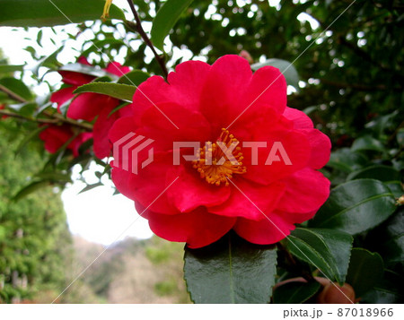 山茶花 87018966