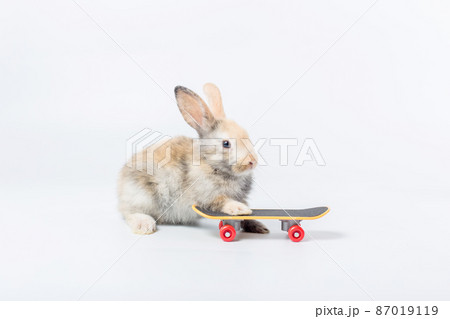 Rabbit and skate board for lovely pet. Little bunny and a skateboard on the white background. Rabbit and skate board for lovely pet. Little bunny and a skateboard on the white background. 87019119