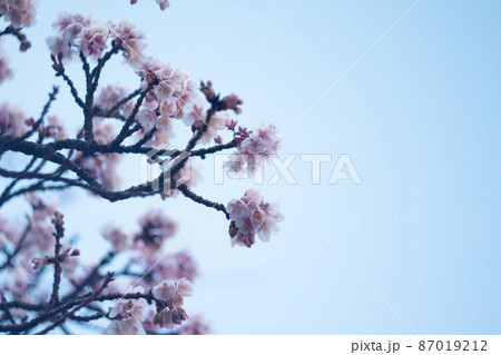 薄ら青い空に咲き誇る桜の花 薄ら青い空に咲き誇る桜の花 87019212