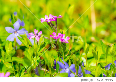 安曇野拾ヶ堰の芝桜【長野県】 安曇野拾ヶ堰の芝桜【長野県】 87019445