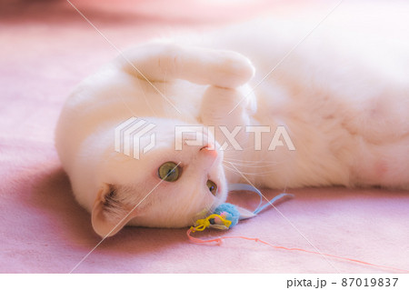 おもちゃを前にお腹を見せて甘える白猫 おもちゃを前にお腹を見せて甘える白猫 87019837