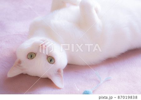 おもちゃを前にお腹を見せて甘える白猫 87019838