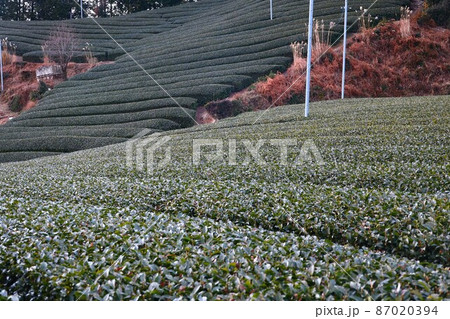京都宇治市の茶畑 87020394