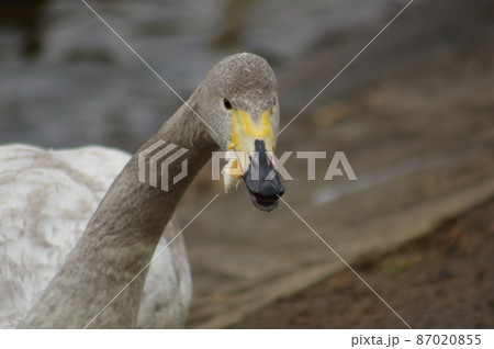 必死で餌をついばむ白鳥 87020855