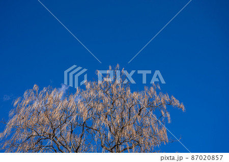 キササゲの実 87020857