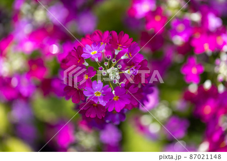 プリムラ・マラコイディスの花 87021148