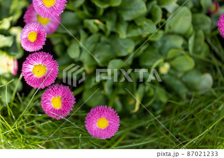 ヒナギクの花 87021233