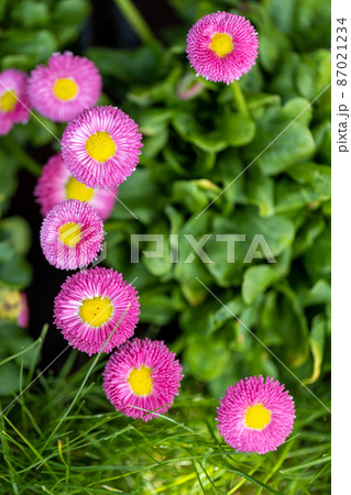 ヒナギクの花 ヒナギクの花 87021234
