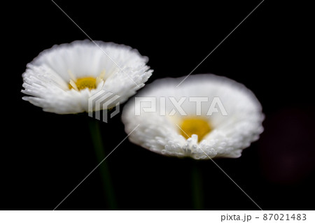 白いヒナギクの花 白いヒナギクの花 87021483