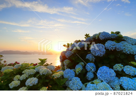 海辺のアジサイ 海辺のアジサイ 87021824