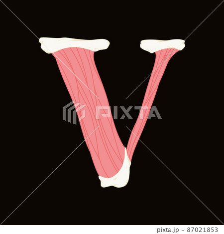Vector muscle letter.Art font.のイラスト素材 [87021853] - PIXTA