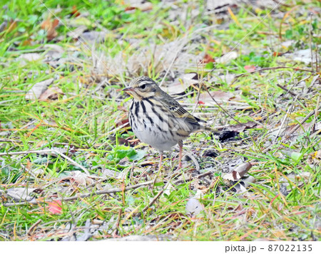 草の上を歩く緑褐色の野鳥セキレイ科のビンズイ 草の上を歩く緑褐色の野鳥セキレイ科のビンズイ 87022135
