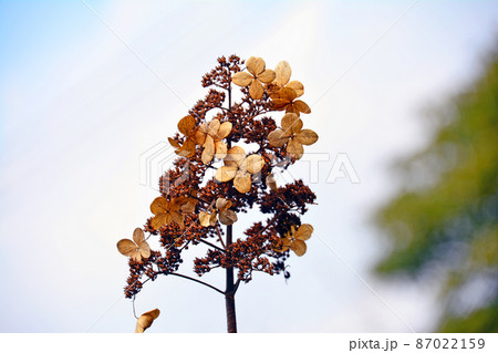 落葉低木アジサイ科のノリウツギの冬枯れの花 落葉低木アジサイ科のノリウツギの冬枯れの花 87022159