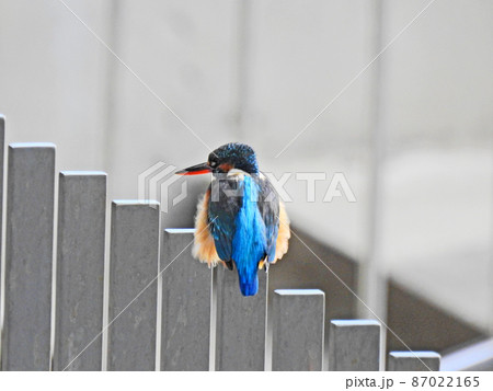 風が当たって羽毛がもふもふした青い背が美しい鳥カワセミ 87022165